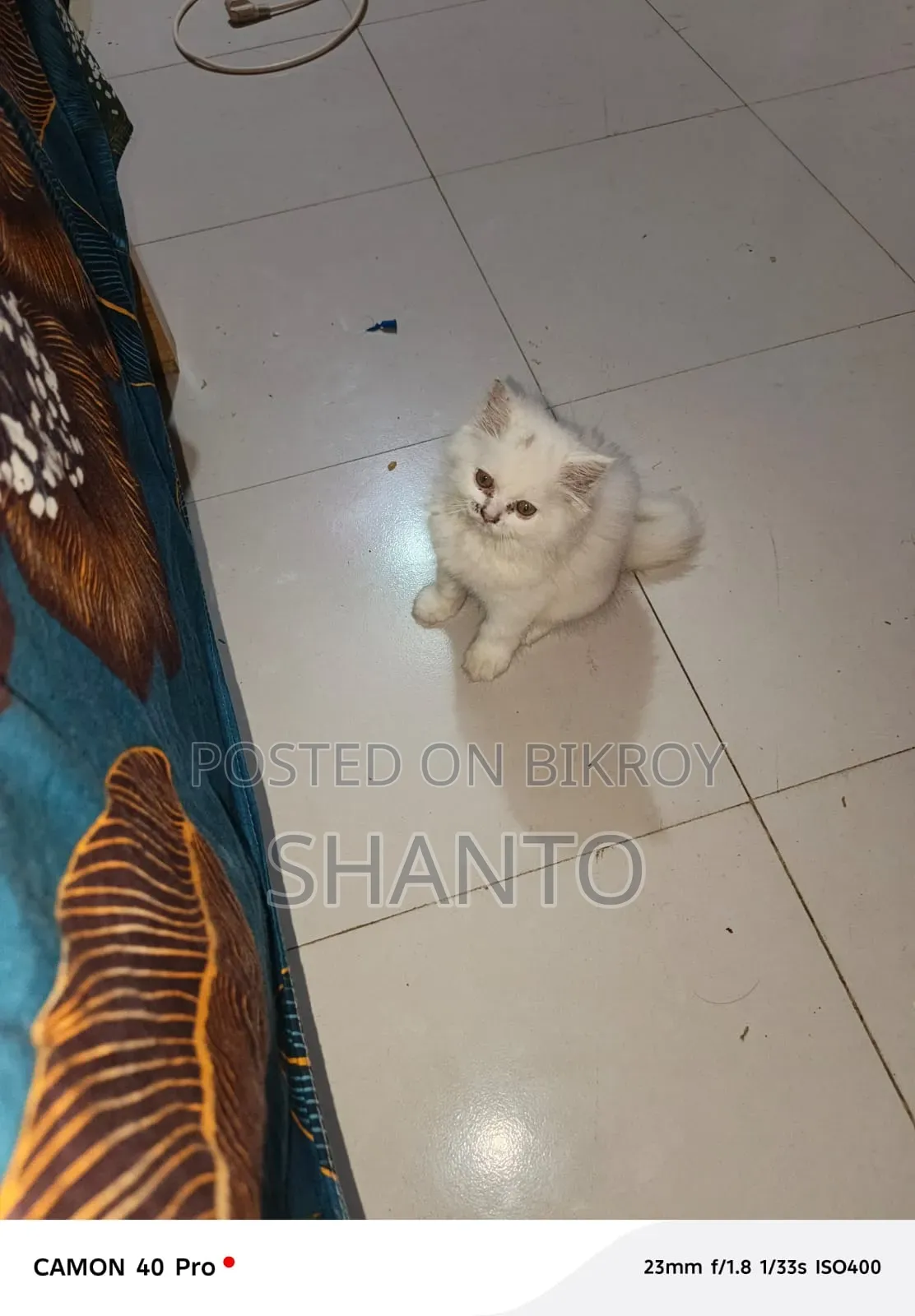 3-6 months Male Purebred Balinese