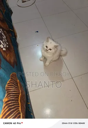 3-6 months Male Purebred Balinese