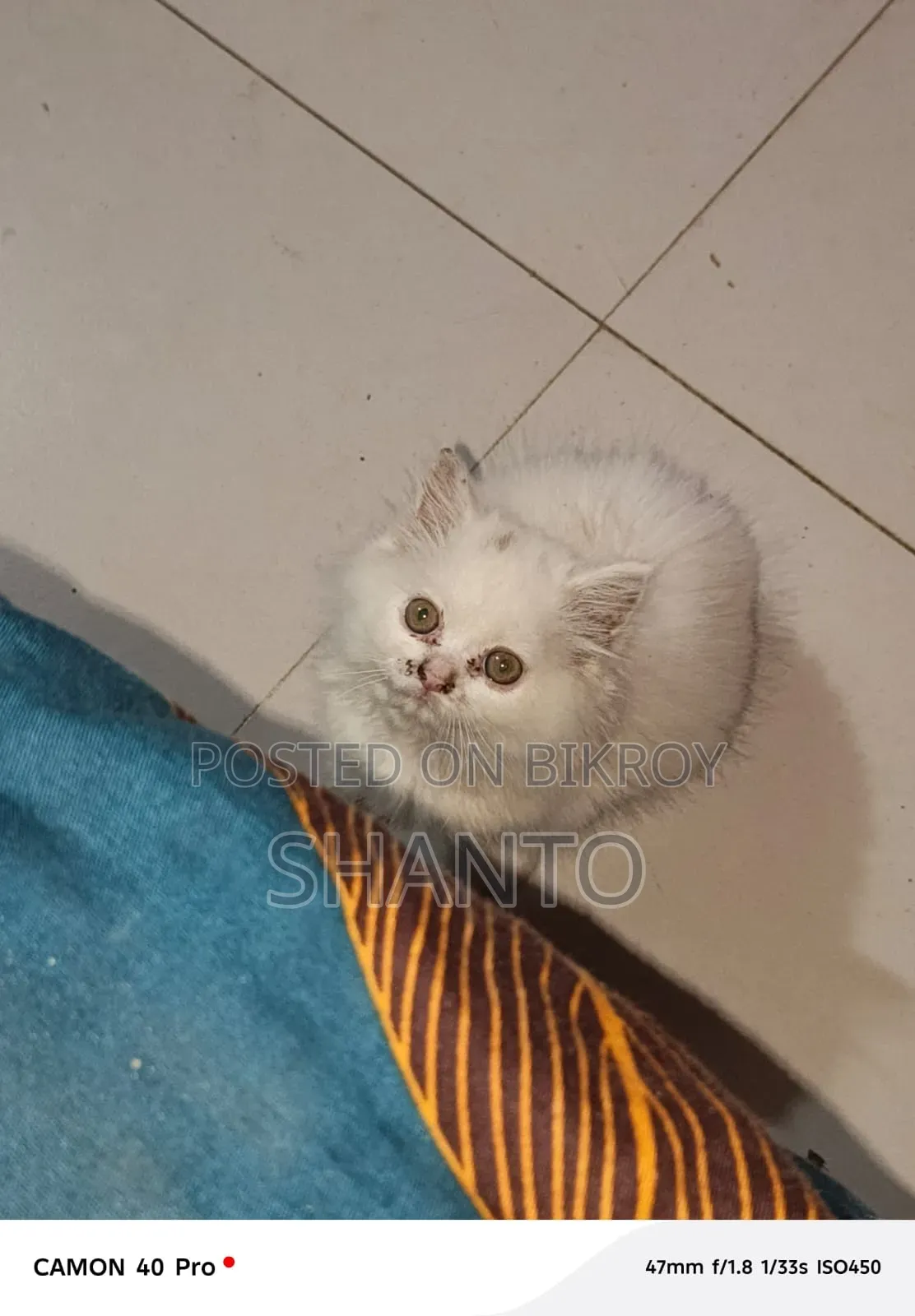 3-6 months Male Purebred Balinese