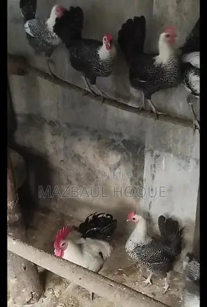 নতুন ডিম পাড়া ফাউমি মুরগি
