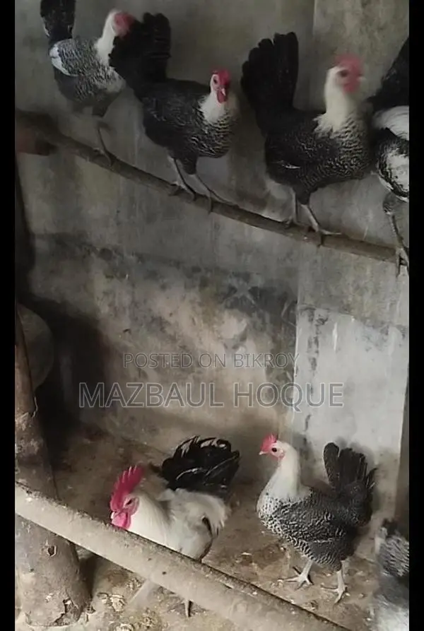 নতুন ডিম পাড়া ফাউমি মুরগি