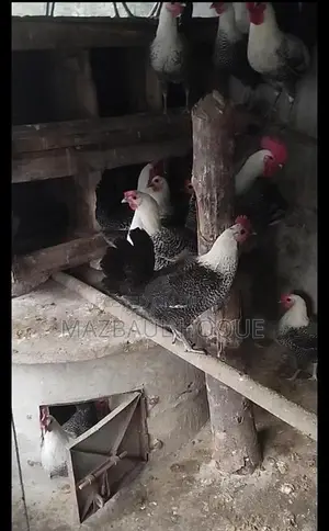 নতুন ডিম পাড়া ফাউমি মুরগি