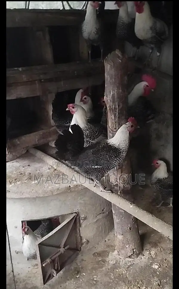 নতুন ডিম পাড়া ফাউমি মুরগি
