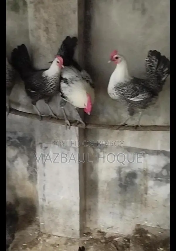 নতুন ডিম পাড়া ফাউমি মুরগি