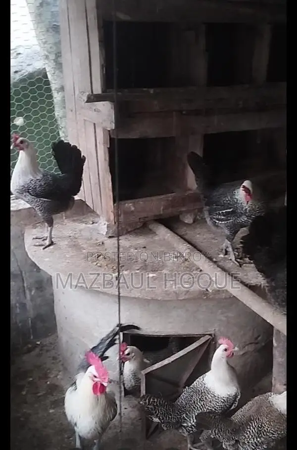 নতুন ডিম পাড়া ফাউমি মুরগি