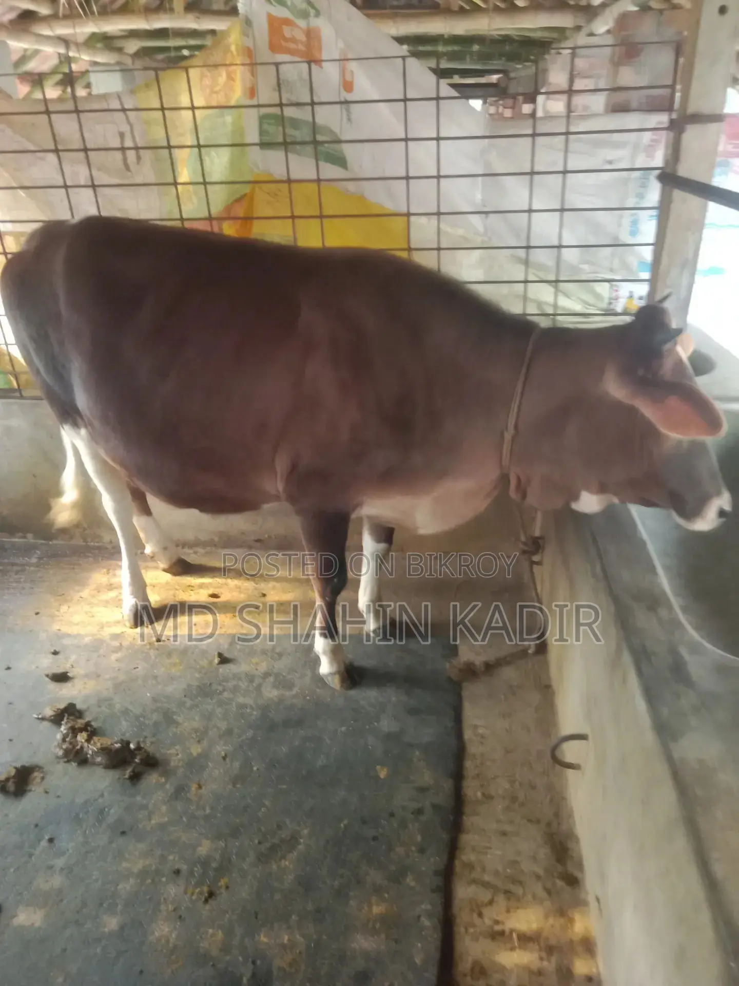 উন্নত জাতের ৯ মাসের গাভিন গরু বিক্রি করা হবে|