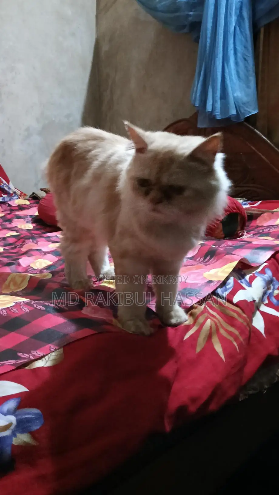 পার্সিয়ান মেইল+মিক্সড ফিমেল ২ টাই সেল হবে