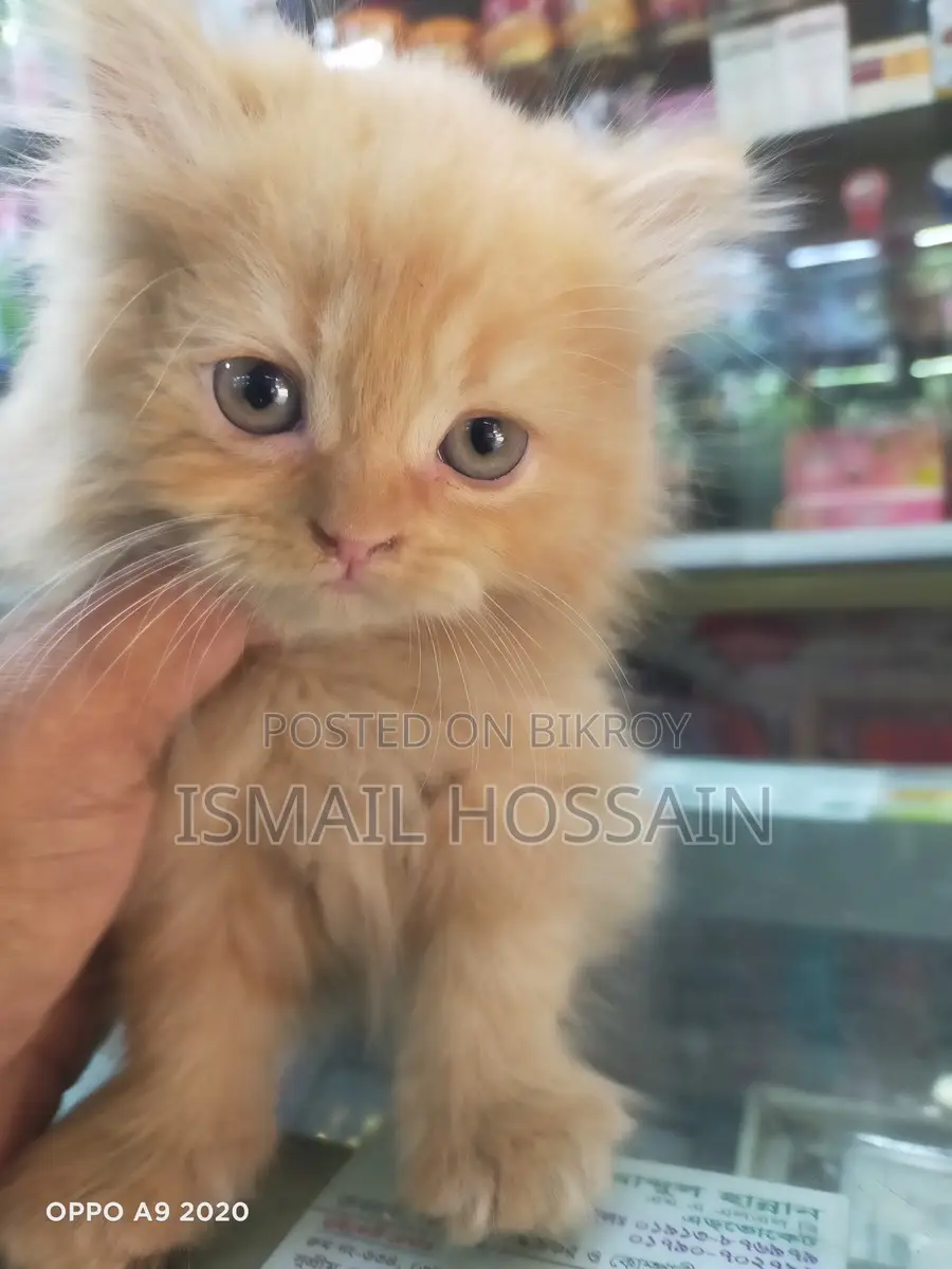 3 Coat Persian Cat