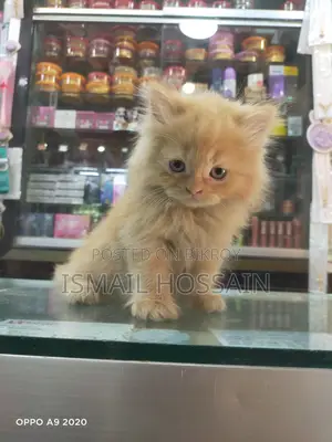 3 Coat Persian Cat