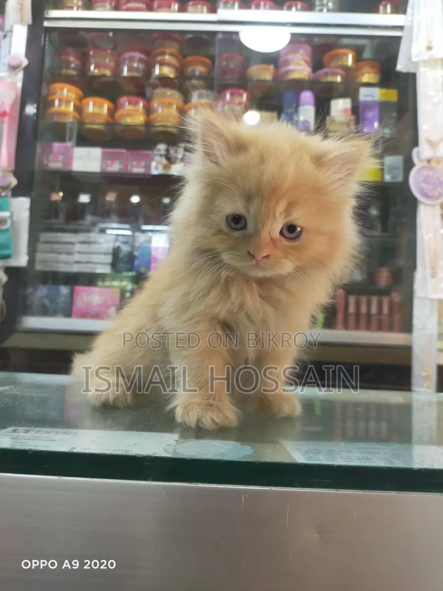 3 Coat Persian Cat