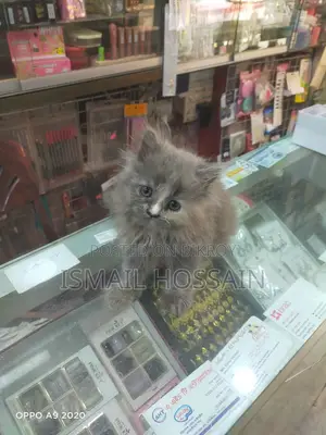 3 Coat Persian Cat