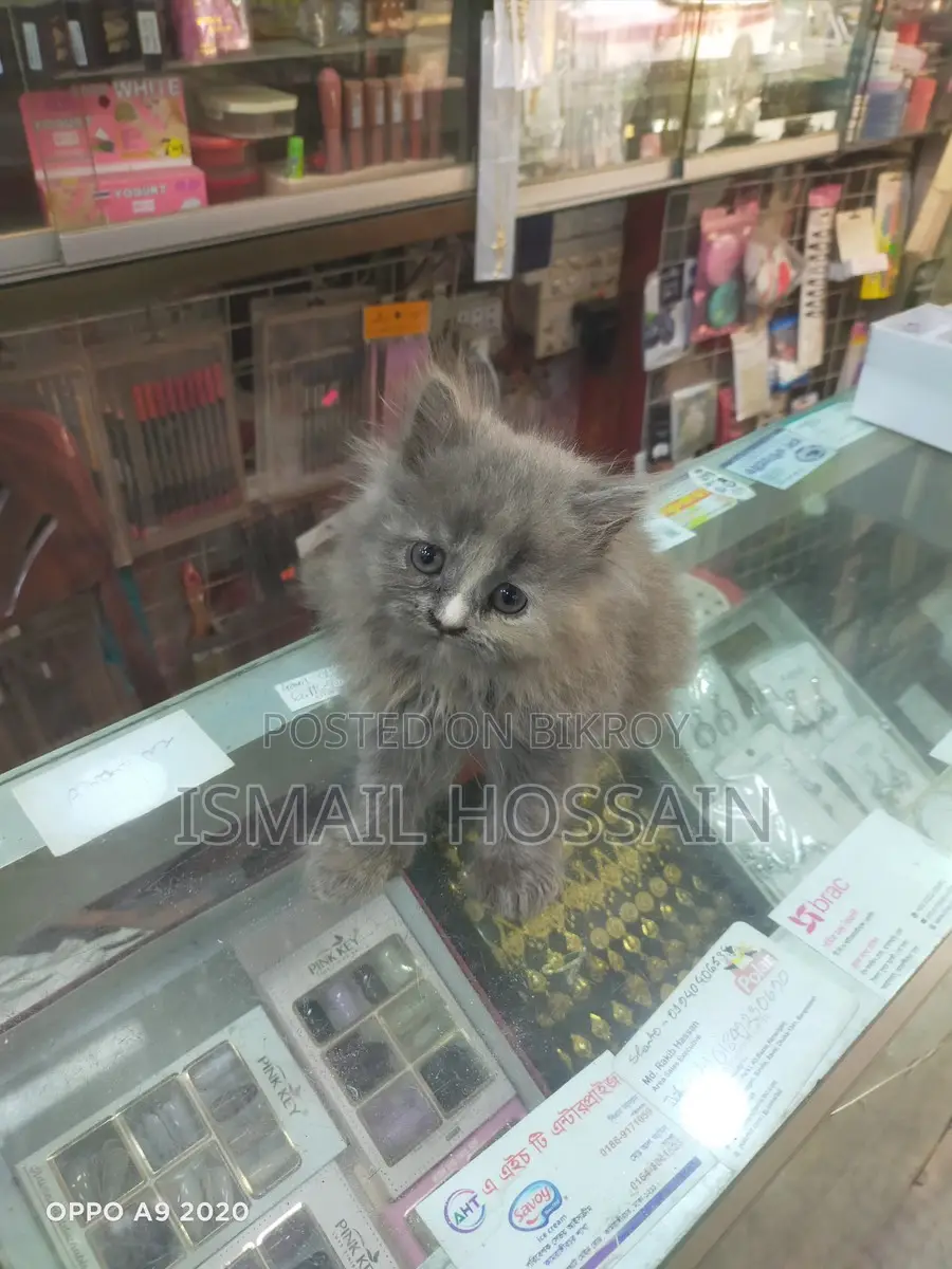 3 Coat Persian Cat