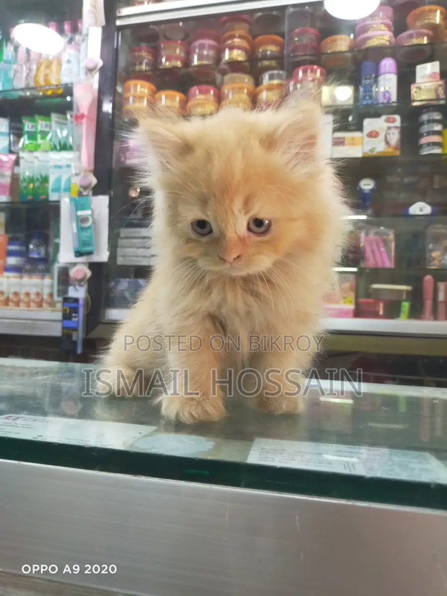 3 Coat Persian Cat
