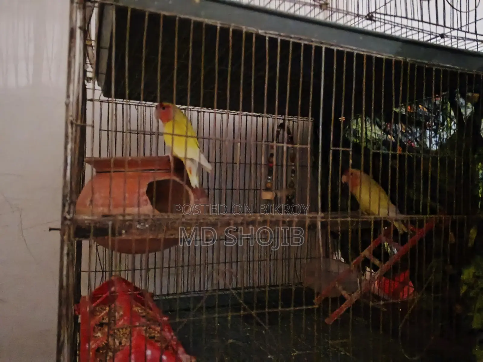 Love Bird