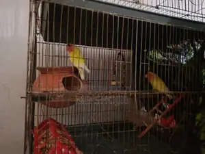 Love Bird