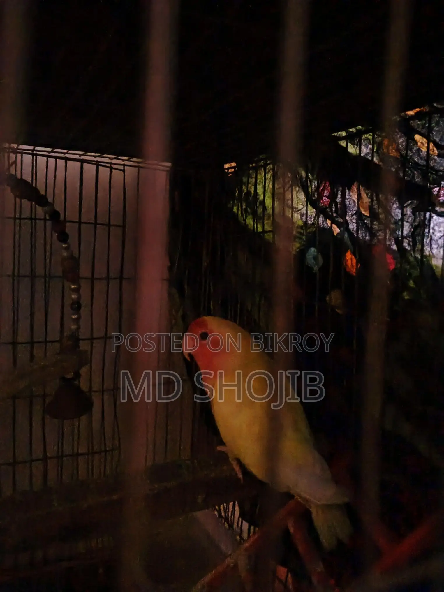 Love Bird