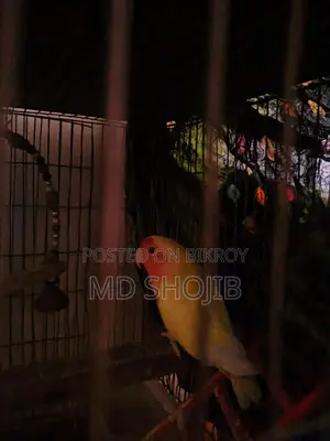 Love Bird