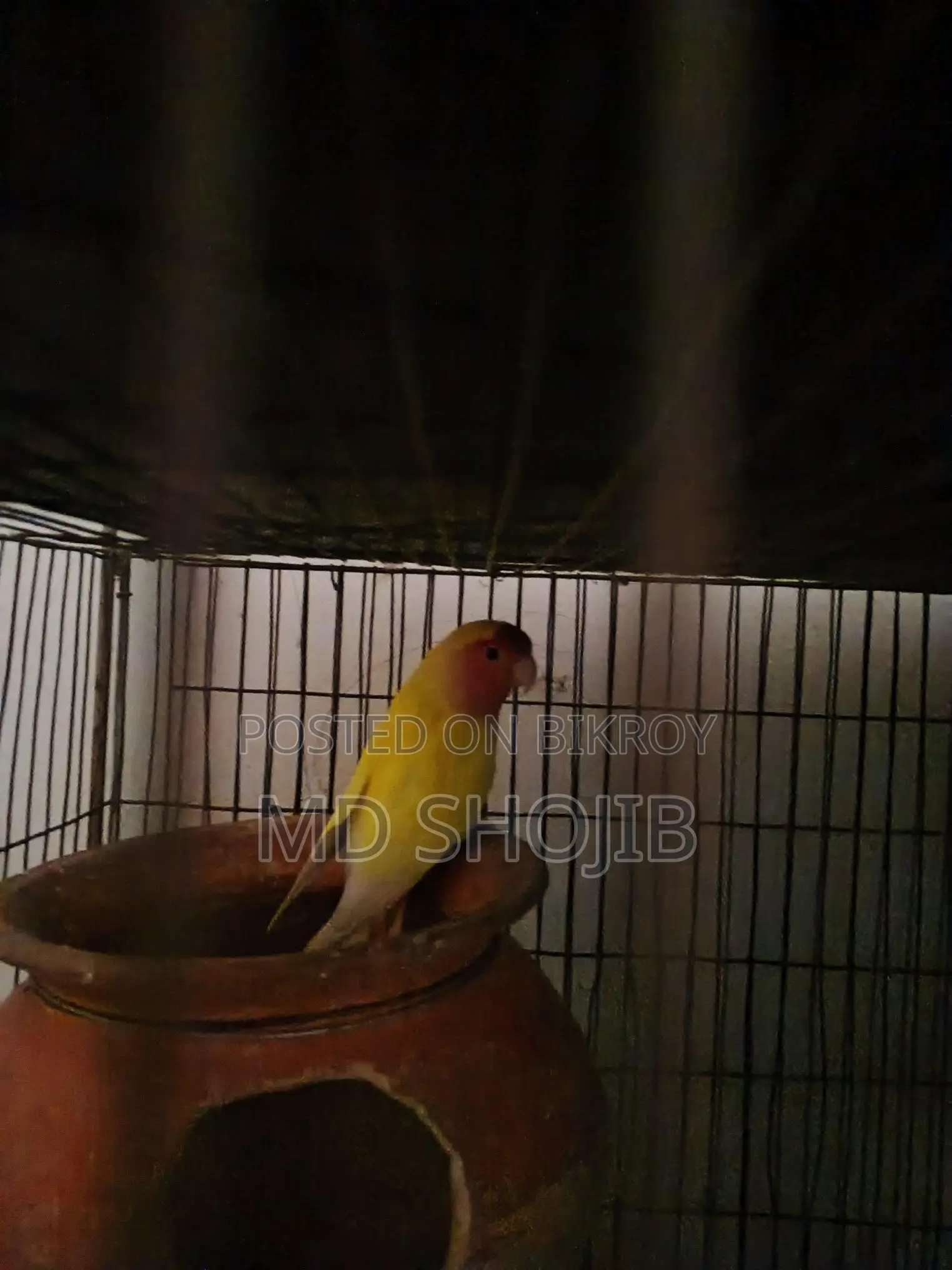 Love Bird