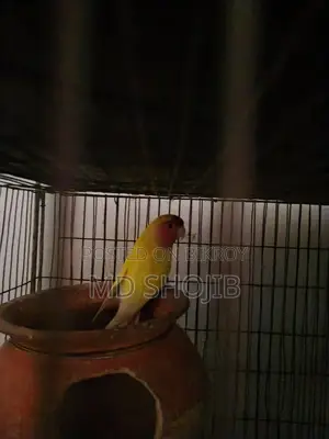 Love Bird