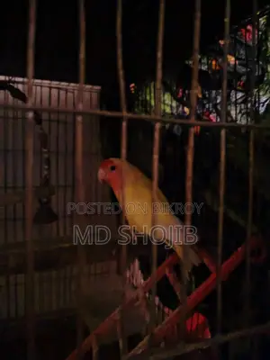 Love Bird