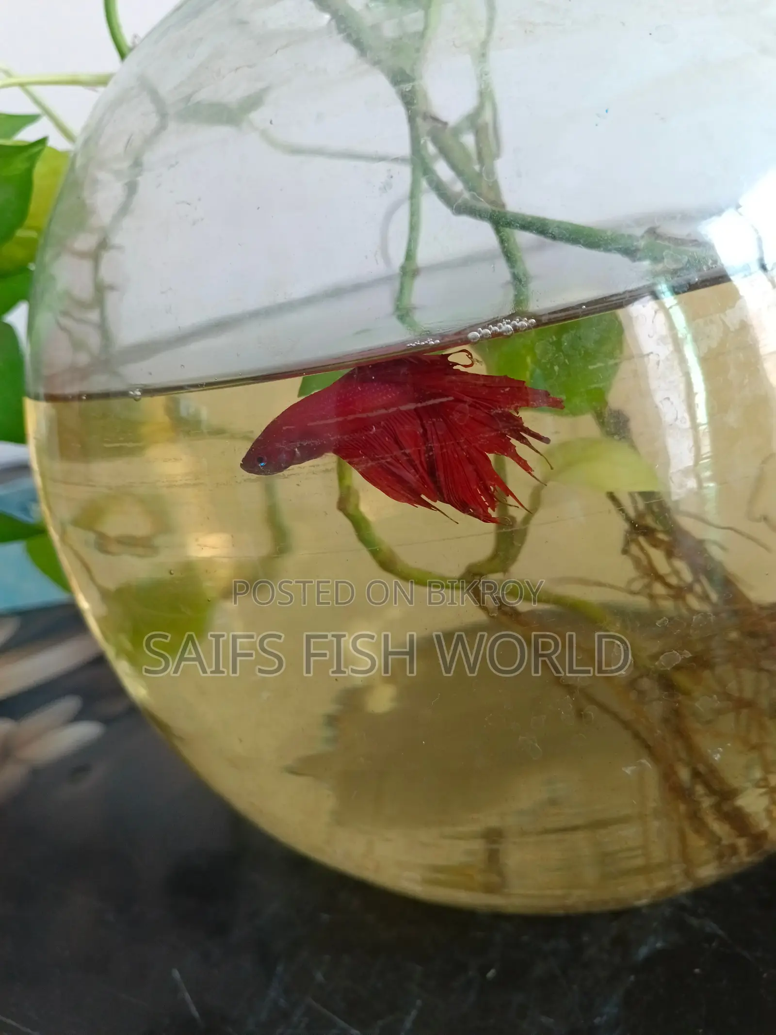 সুপার রেড রোজটেইল বেটা মেল ও ফিমেল এভেইলেবল