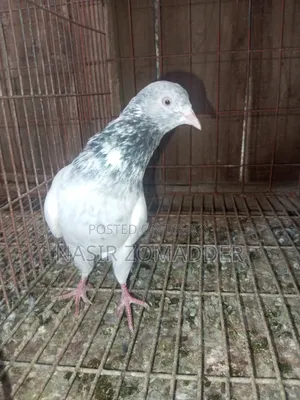 Golden Pigeon
