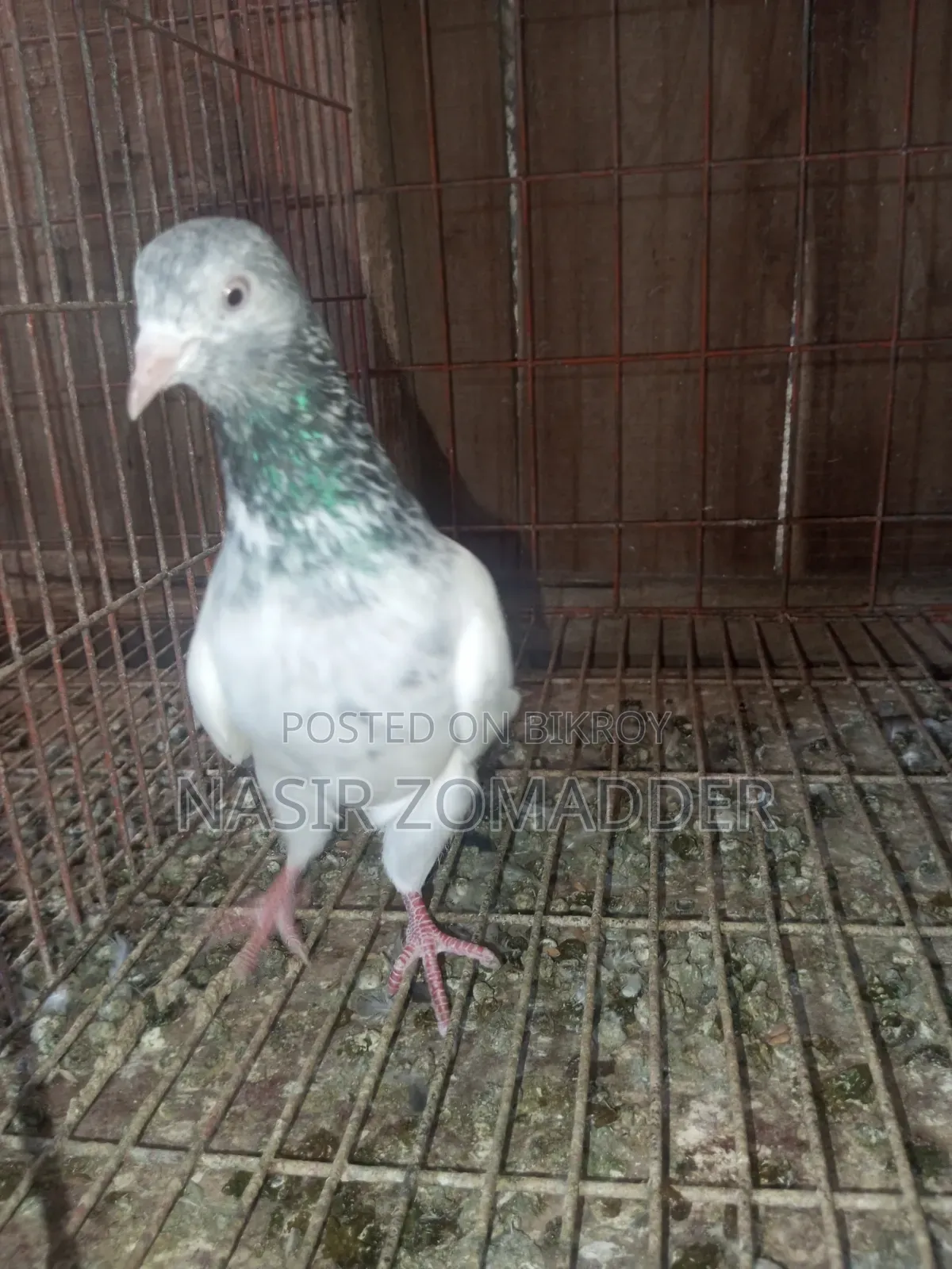 Golden Pigeon