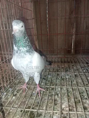 Golden Pigeon