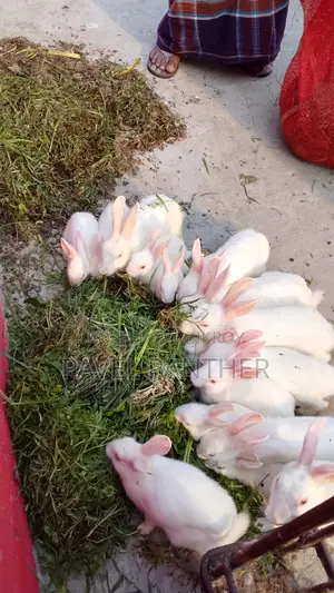 Rabbits for Sale