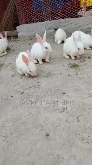 Rabbits for Sale