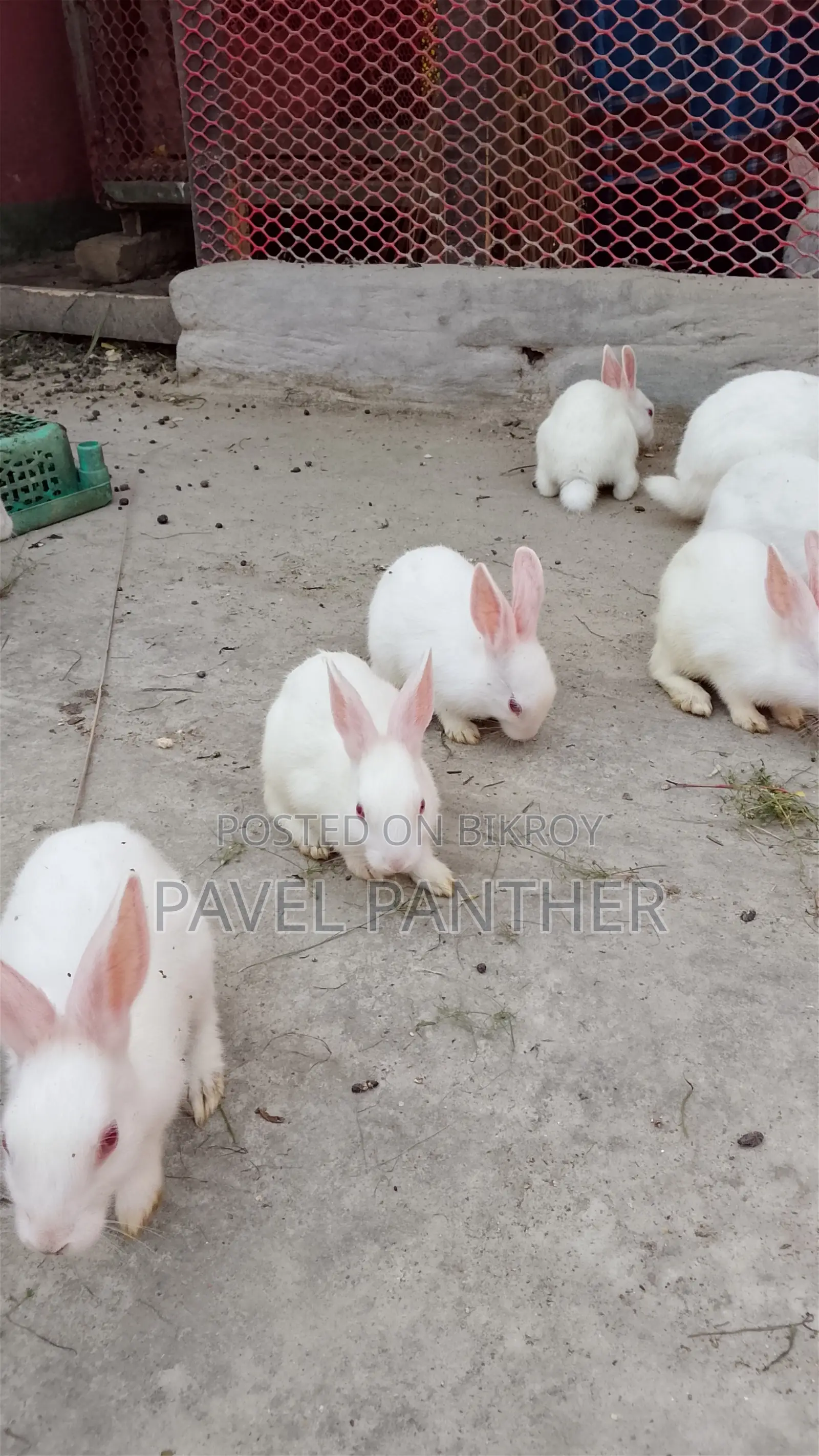 Rabbits for Sale