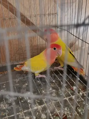 Love Bird for Sale