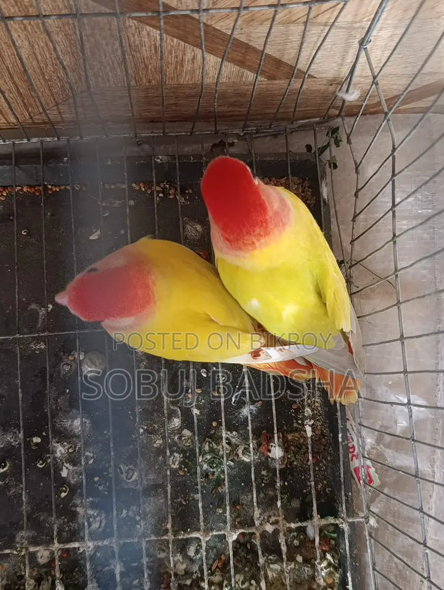 Love Bird for Sale