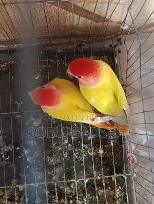 Love Bird for Sale