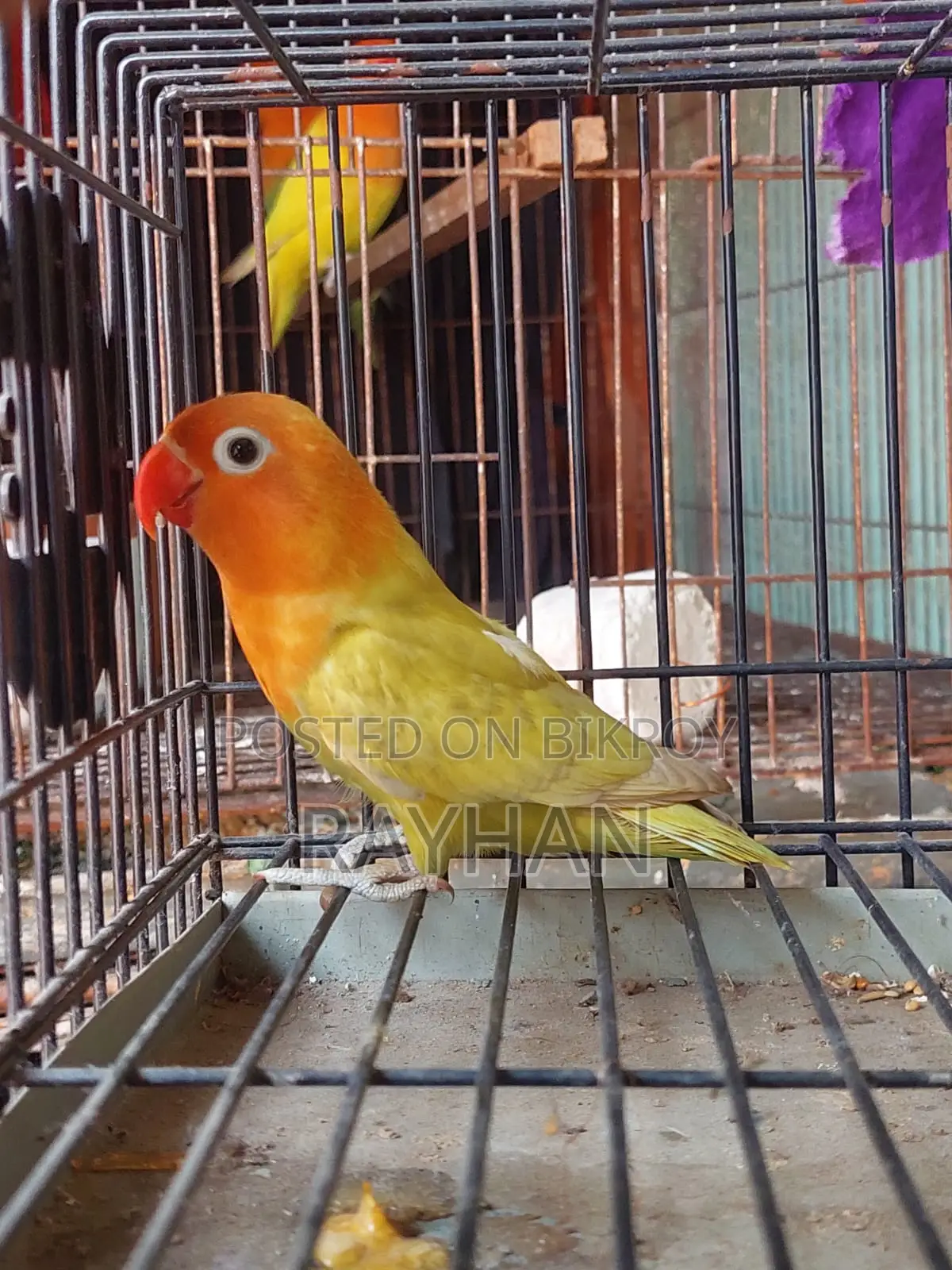 Pastel Opaline Split Ino