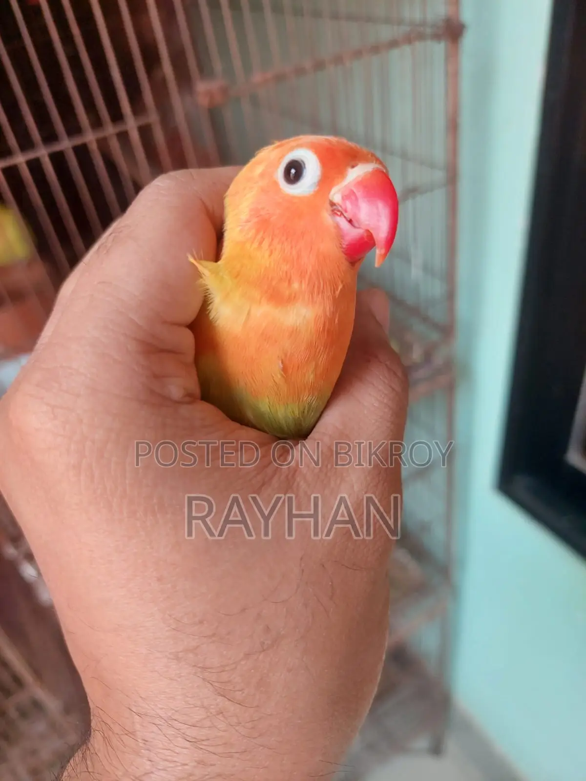 Pastel Opaline Split Ino