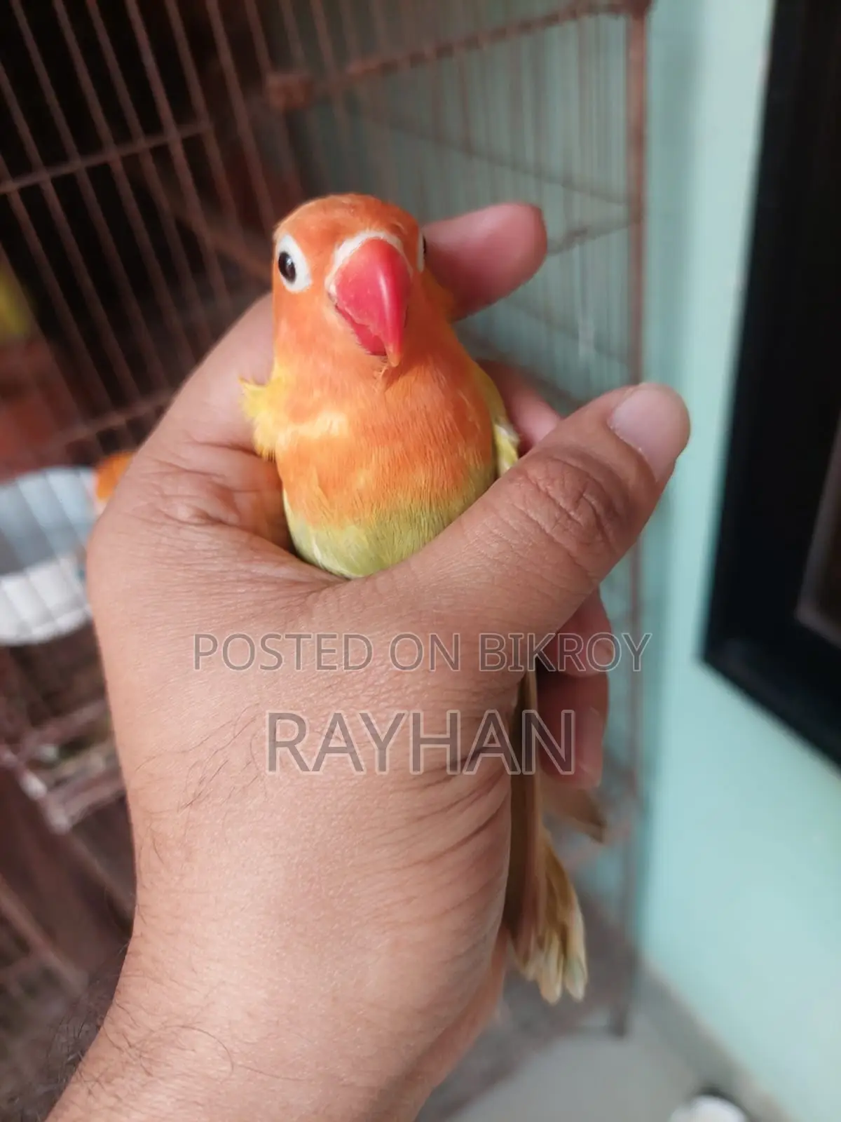 Pastel Opaline Split Ino