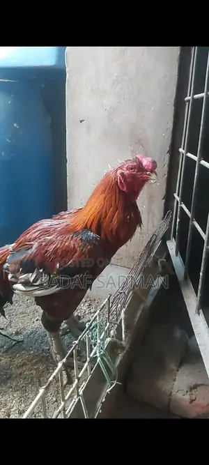আসিল মোরগ বিক্রি হবে