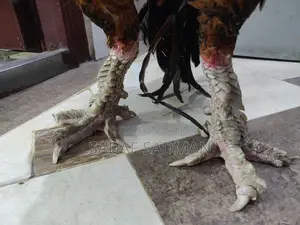 আসিল মোরগ বিক্রি হবে