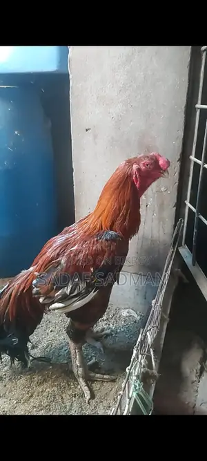 আসিল মোরগ বিক্রি হবে