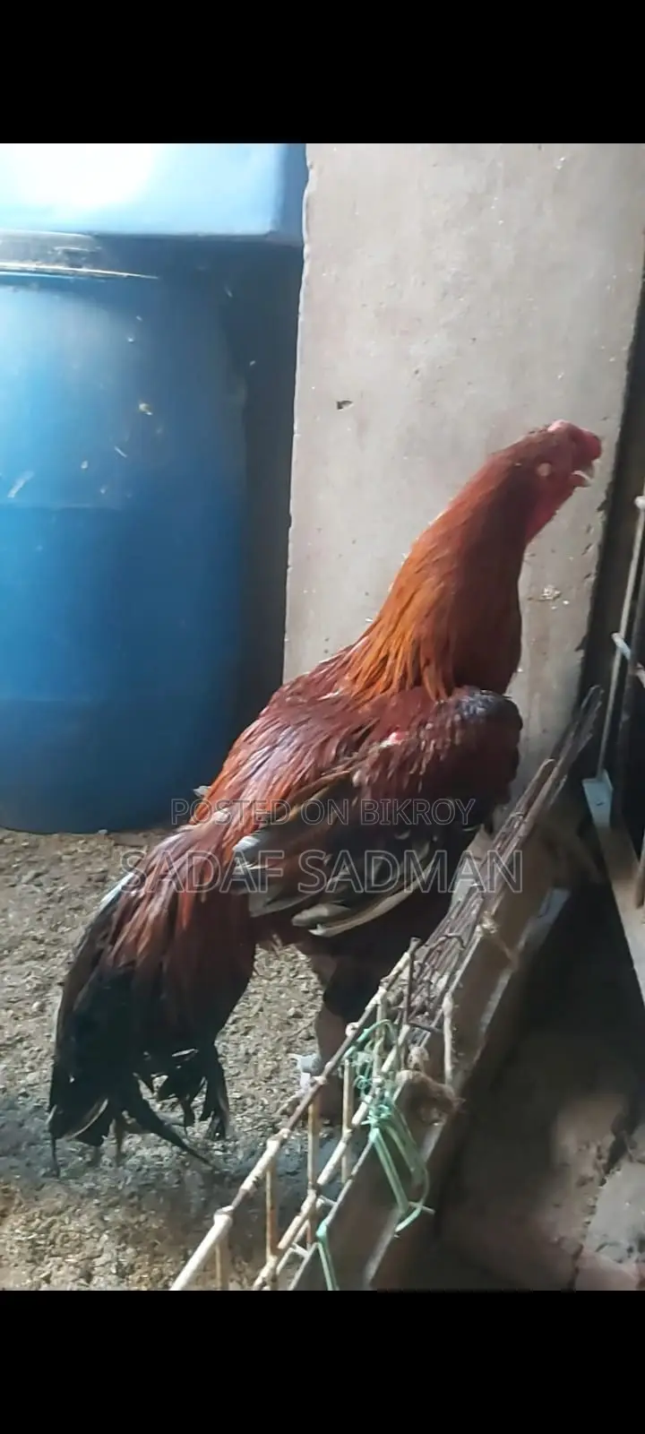 আসিল মোরগ বিক্রি হবে