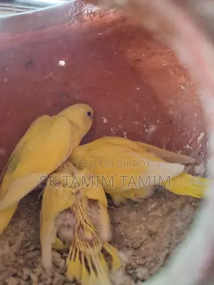 ৩ টা বাচ্চা সহ লোটিনা পাখি