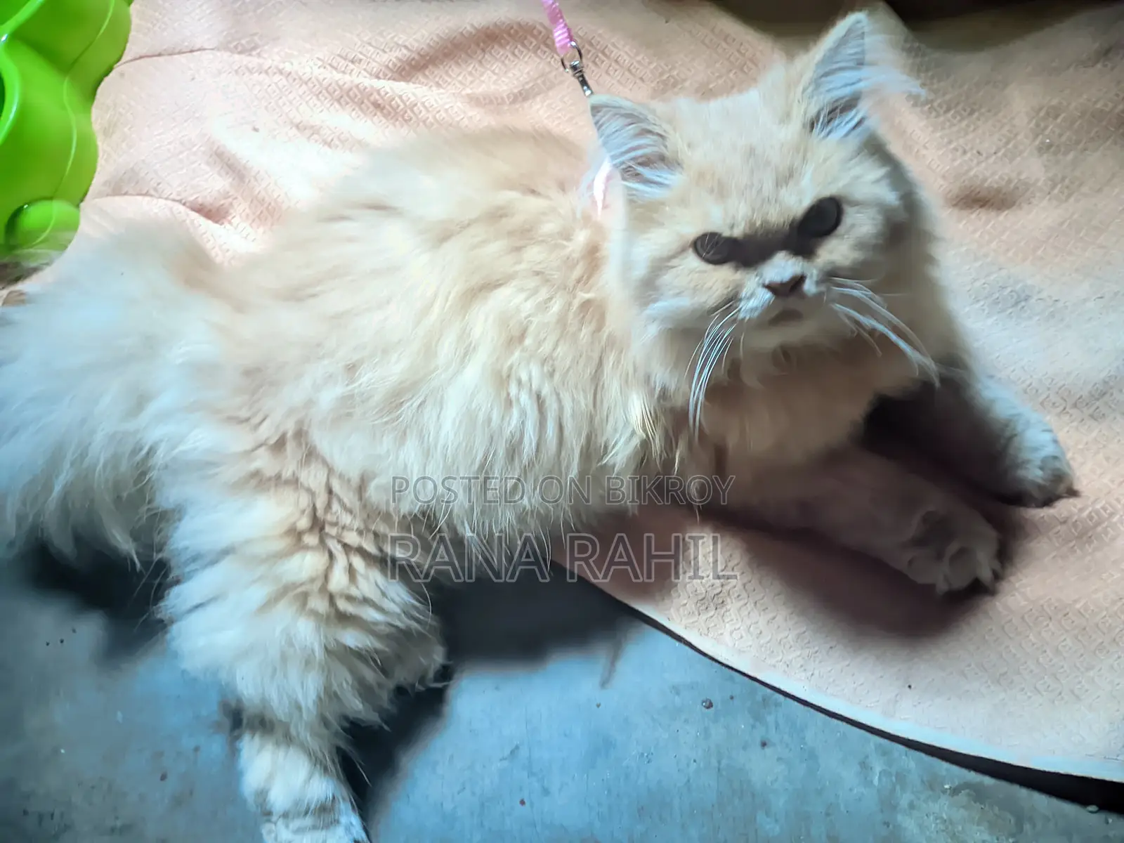 3-Coat Persian Cat