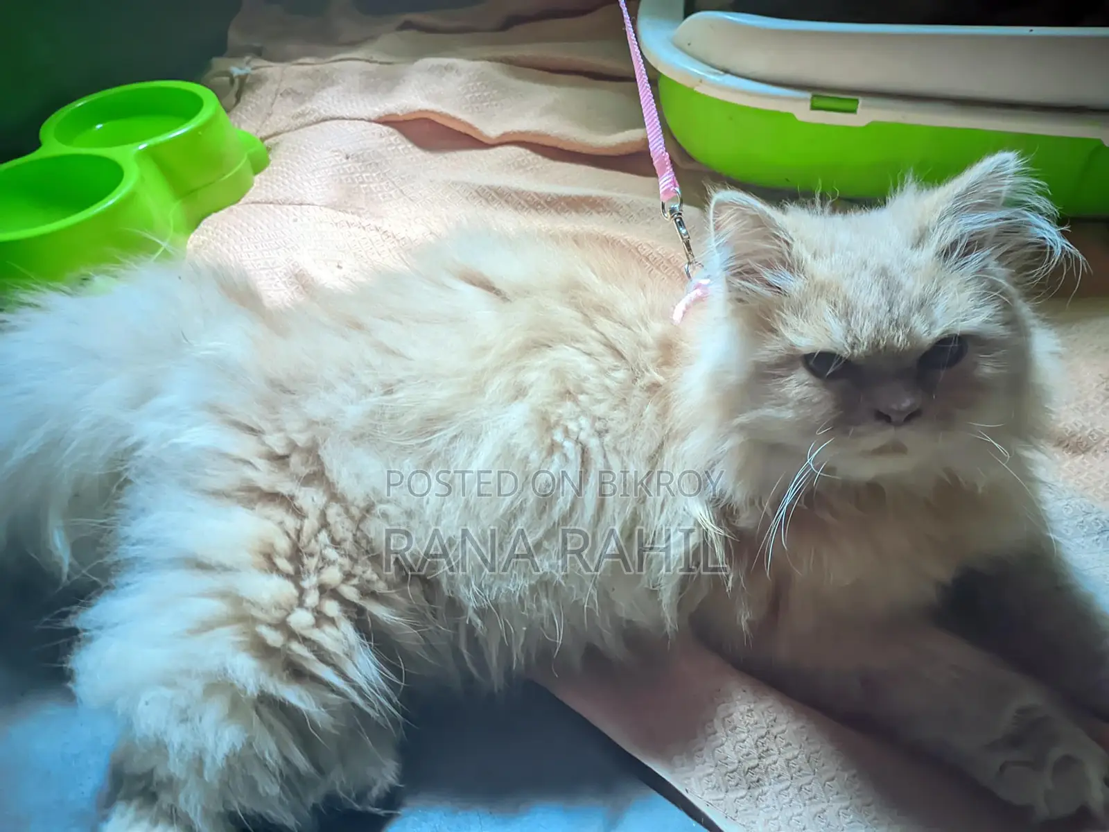 3-Coat Persian Cat