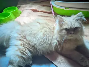 3-Coat Persian Cat