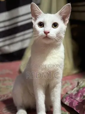 Cat for Sale