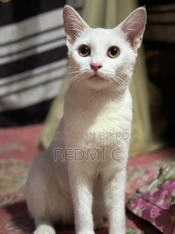 Cat for Sale