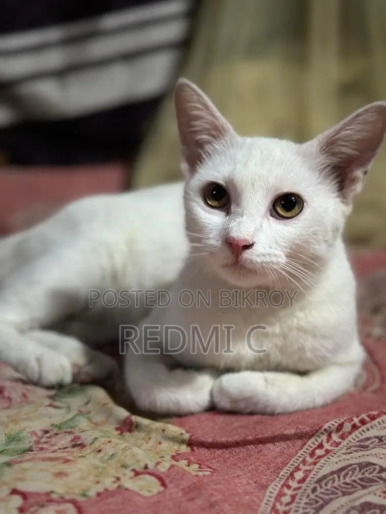 Cat for Sale