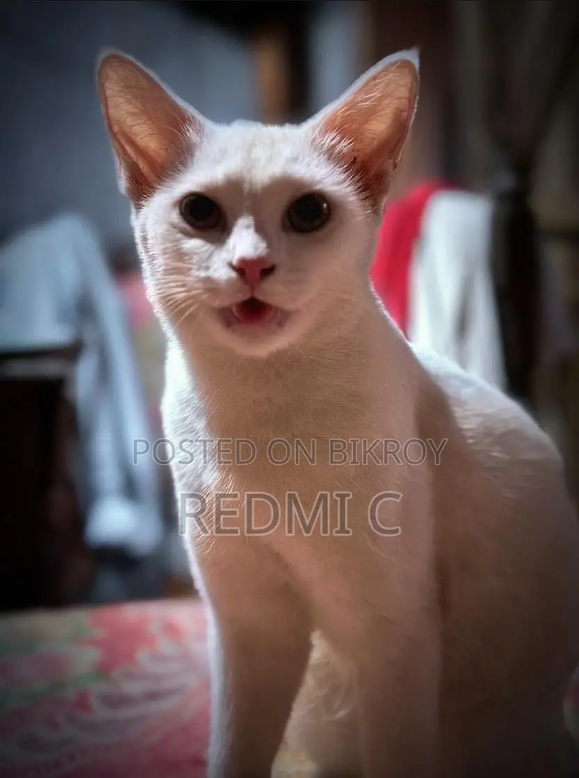 Cat for Sale