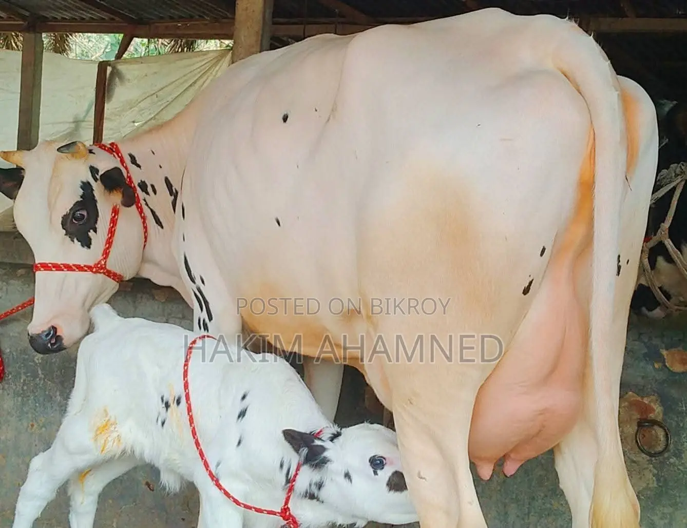 High-Quality Australian Friesian Dairy Cow with Calm Temperament